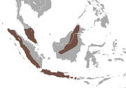 Южен малайски полуостров, западното крайбрежие на Суматра, Ява и централната част на Борнео