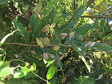 Quercus Variabilis.jpg