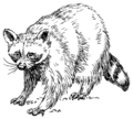 Raccoon2 (PSF).png