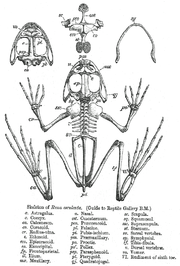 180px-Rana_skeleton.png