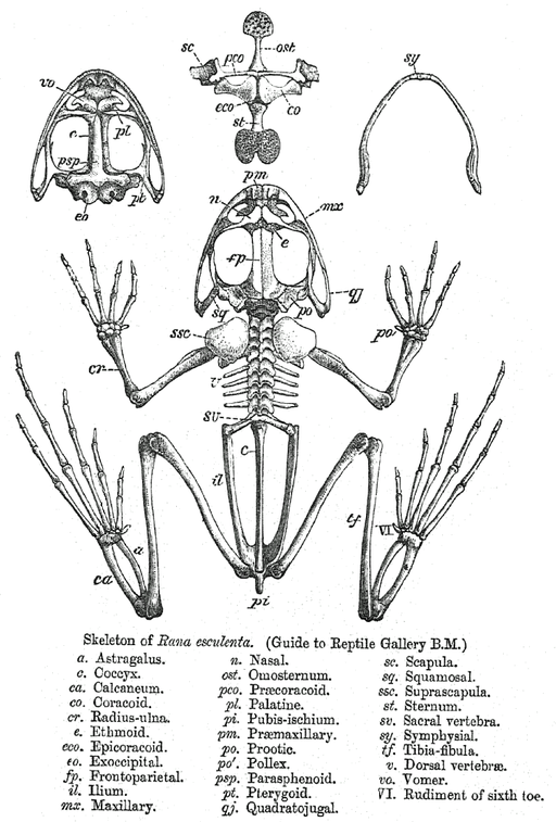 Rana skeleton