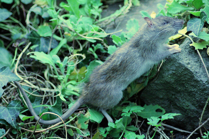 File:Rattus norvegicus Sieg.jpg