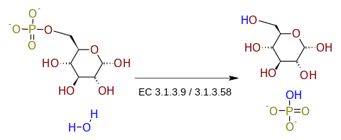 Reacción de la Glucosa 6-fosfatasa.svg
