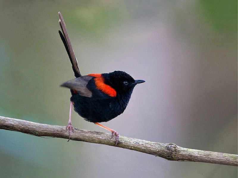 File:Red-backed Fairy-wren.jpg