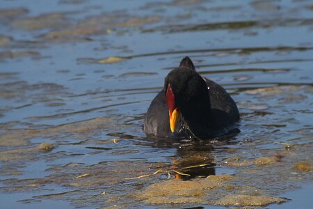 Fulica rufifrons