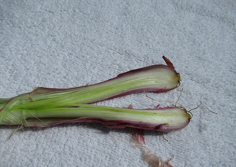 File:Red Onions in the Philippines 07.jpg