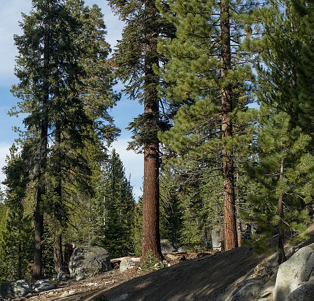 File:Red fir forest Giant Sequoia National Monument.jpg