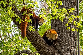 Melbourne Zoo