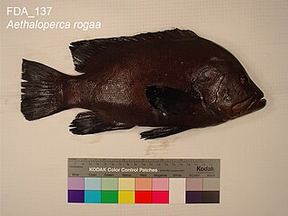 <i>Aethaloperca rogaa</i> Species of fish
