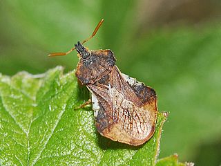 Phymata crassipes Species of true bug