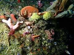 Benthic invertebrate reef life