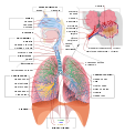 Thumbnail for version as of 11:39, 26 March 2016