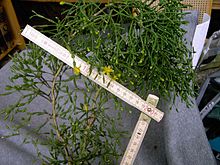 Rhipsalis salicornioides 3.jpg