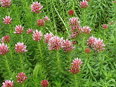 File:Rhodiola rhodantha 001.JPG