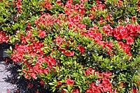 Rhododendron Girards Scarlet 1zz.jpg