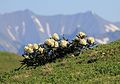 Rhododendron caucasicum in Sochi1.jpg