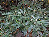 Rhododendron maximum, or great laurel.