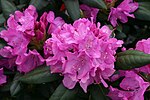Rhododendron roseum elegans 8501.JPG
