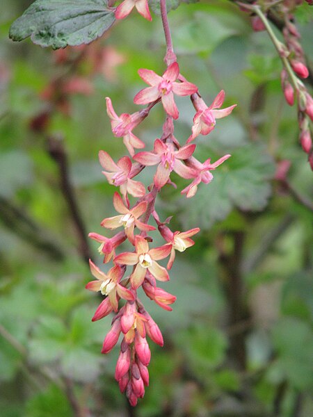 File:Ribes x beatonii (13543749663).jpg