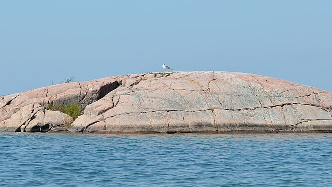 Ring-billed Gull (Larus delawarensis)