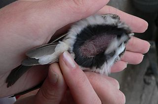 <span class="mw-page-title-main">Brood patch</span> Area of bare skin on the underside of nesting birds