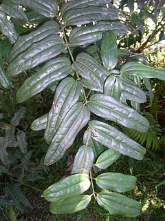 <i>Ripogonum discolor</i>