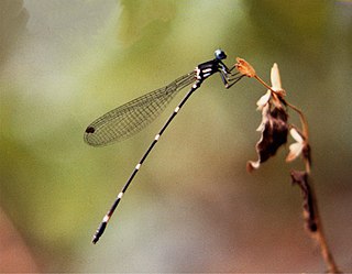 <i>Risiocnemis seidenschwarzi</i> Species of damselfly