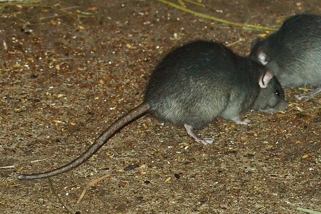 Rattus rattus, the black rat. Smaller than Rattus norvegicus, the brown rat, which later supplanted it, it is also keener to live near humankind. Timb