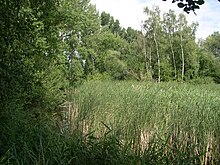 Reed bed