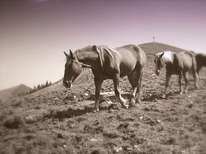 Horses on the Roßkopf