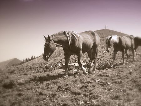 Rosskopf horses dh 050908