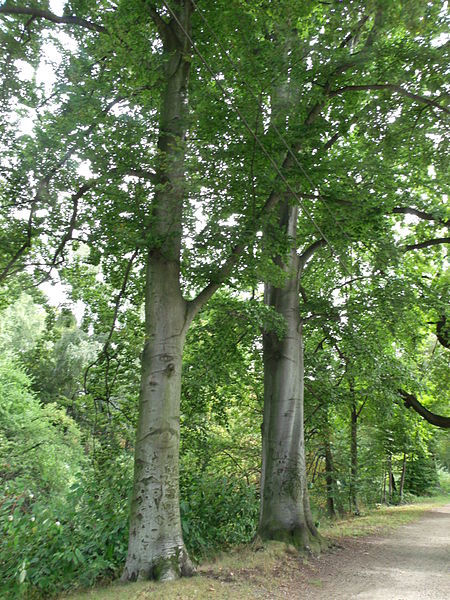 File:Rotbuche im Sommer, Ostrower Damm, Cottbus.jpg