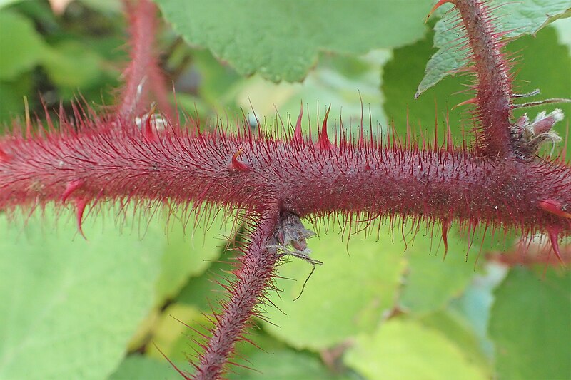 File:Rubus phoenicolasius kz05.jpg