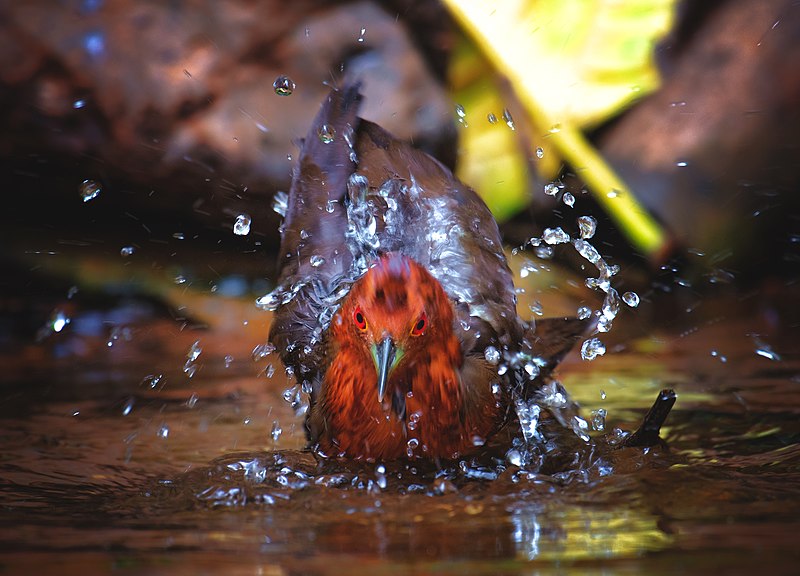 File:SLATY LEGGED CRAKE BIRD.jpg