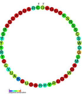 Small nucleolar RNA sR8