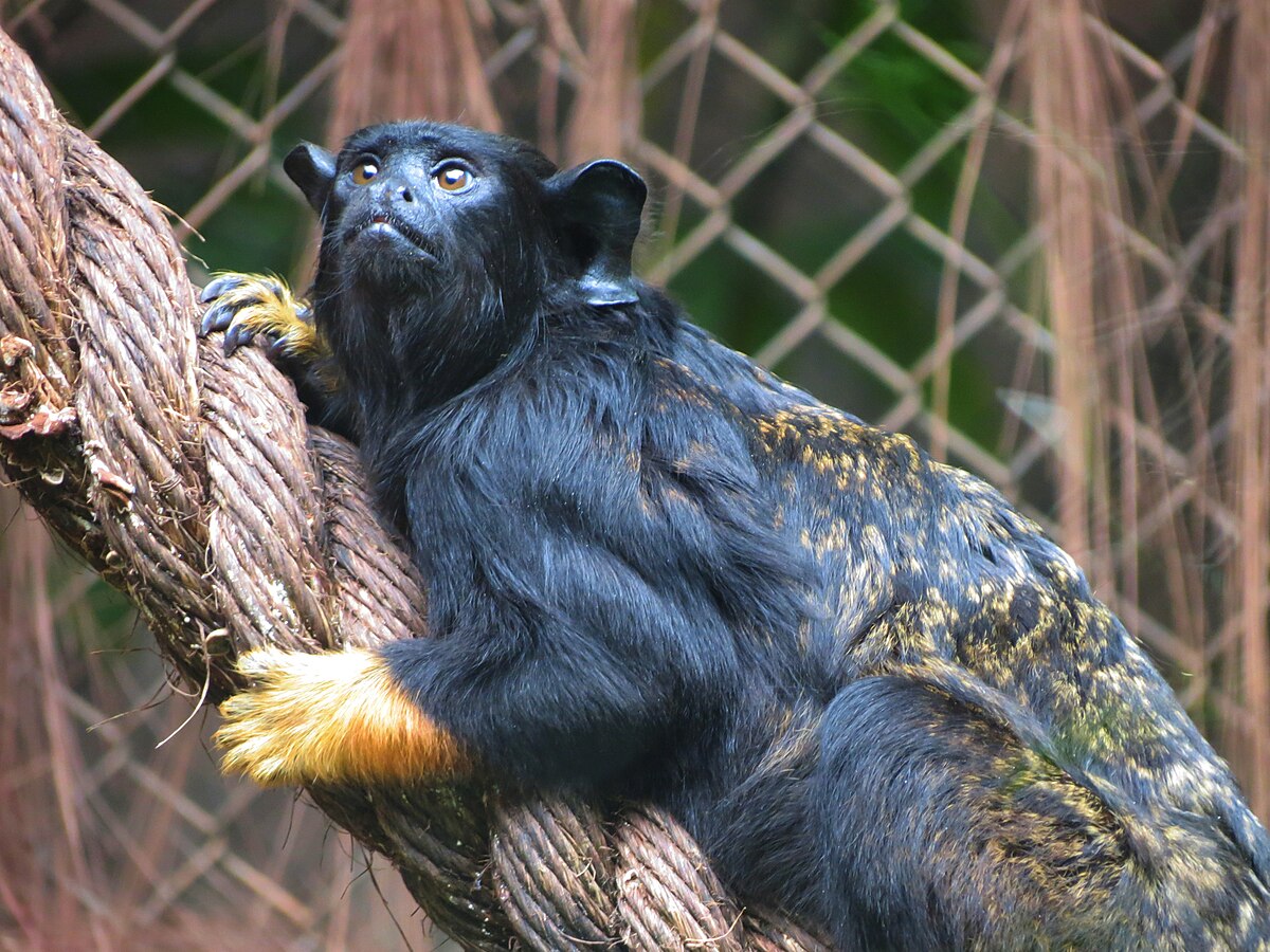 11 ideias de Sagui  primatas, macacos, animais da caatinga