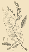 Salix × meyeriana AFB-1300.png