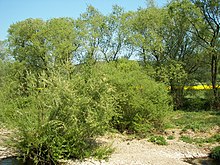 Salix viminalis 006.jpg