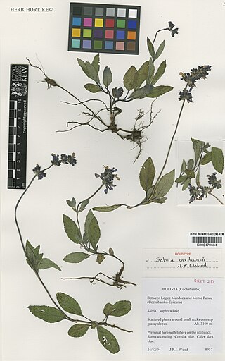 <i>Salvia cardenasii</i> Species of herb