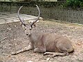 Sambar deer.JPG