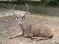 Sambar deer with thick, forked beams for antlers.