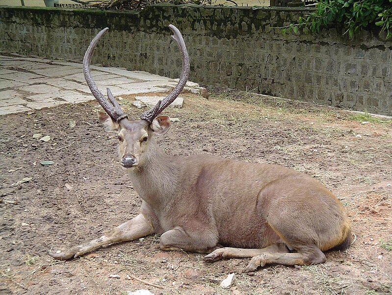 Fájl:Sambar deer.JPG