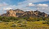 Sonoran Desert in San Carlos during the blooming season