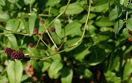 Vaistinė kraujalakė (Sanguisorba officinalis)