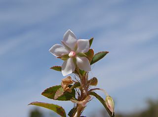 <i>Sauvagesia</i> Genus of flowering plants
