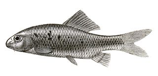 <i>Cyprinion watsoni</i> Species of fish