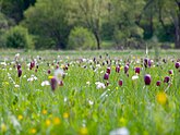 Voorjaarsaspect van de kievitsbloem-associatie