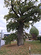 Schladter oak