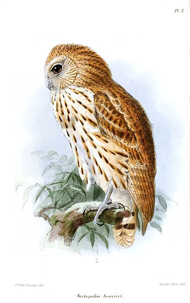 File:Scotopelia bouveri - Keulemans.jpg