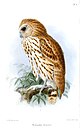 Scotopelia bouveri - Keulemans.jpg